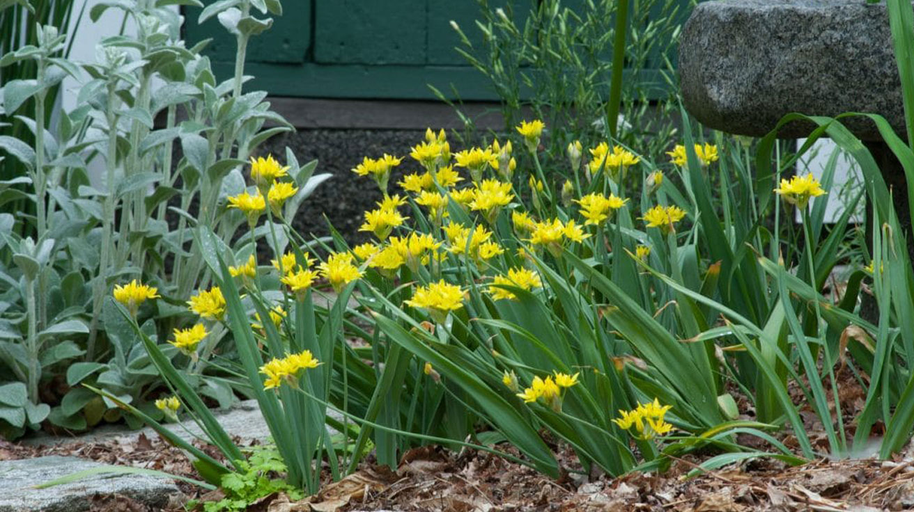 Allium-moly