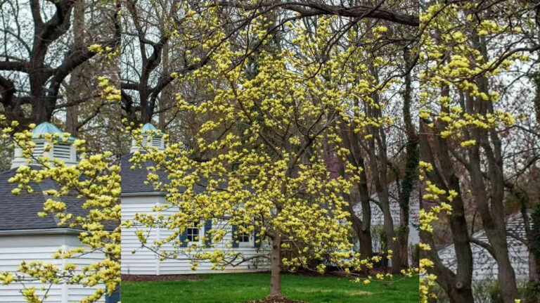 Magnolija Yellow Bird