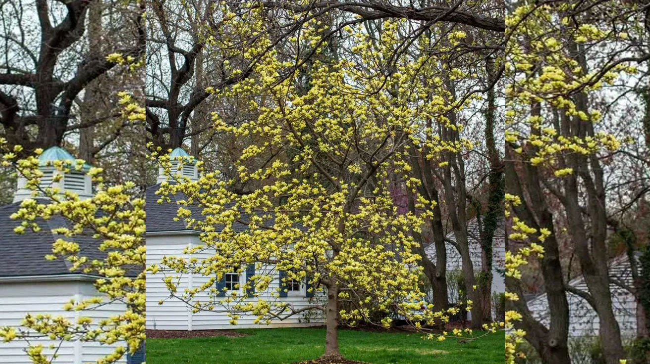 Magnolija Yellow Bird