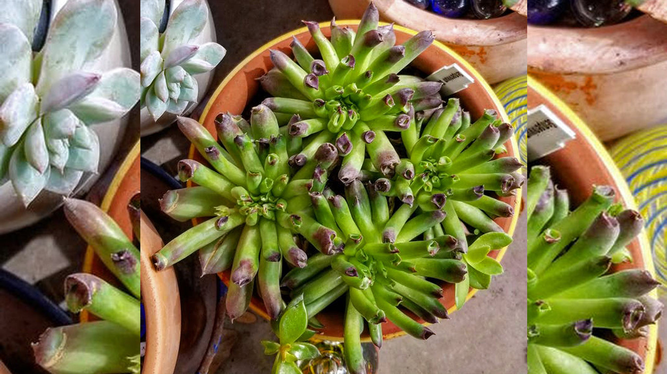 Sempervivum Oddity