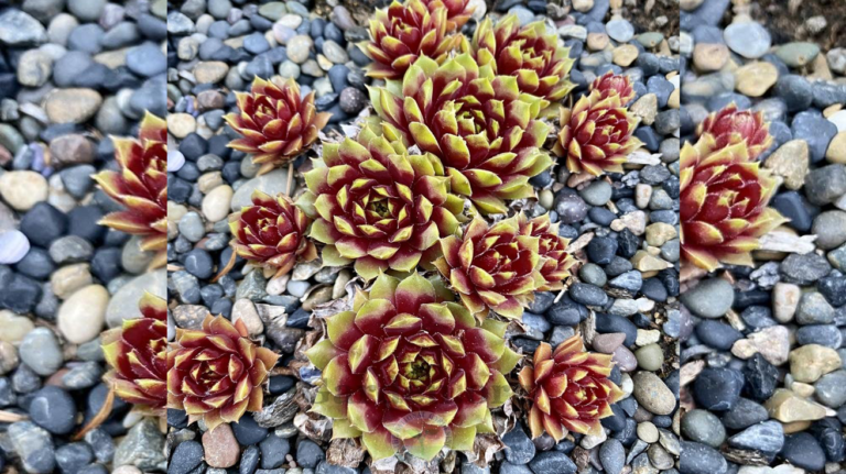 Sempervivum Rio de Janeiro