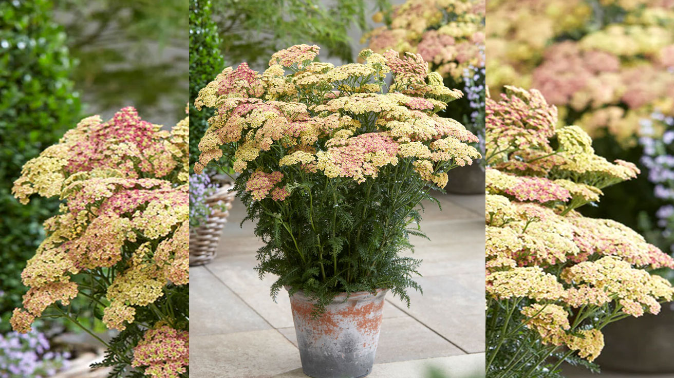 Achillea millefolium Peachy Seduction