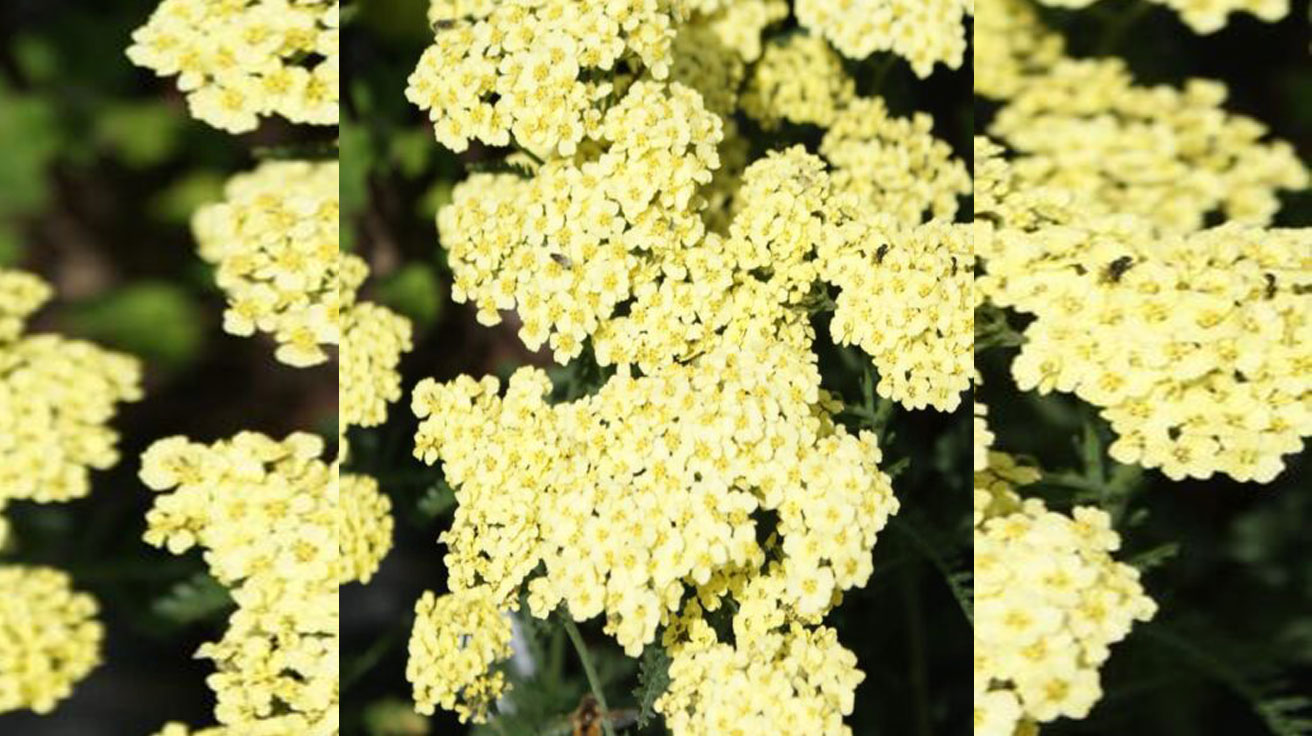 Achillea svetlo zuta