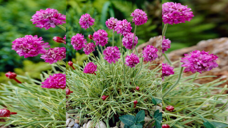 Armeria Mini