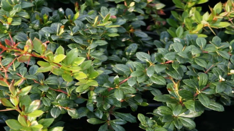 Berberis Park Jewel