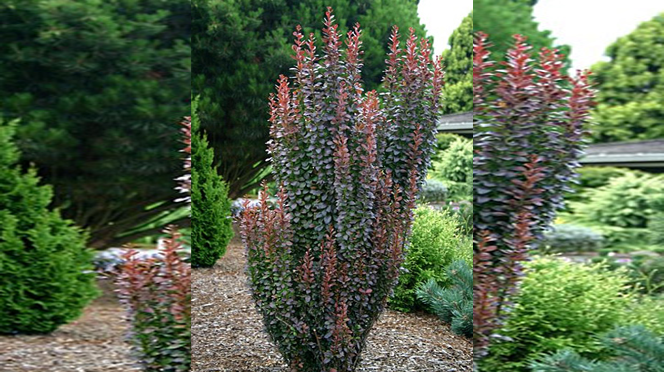 Berberis Red Rocket
