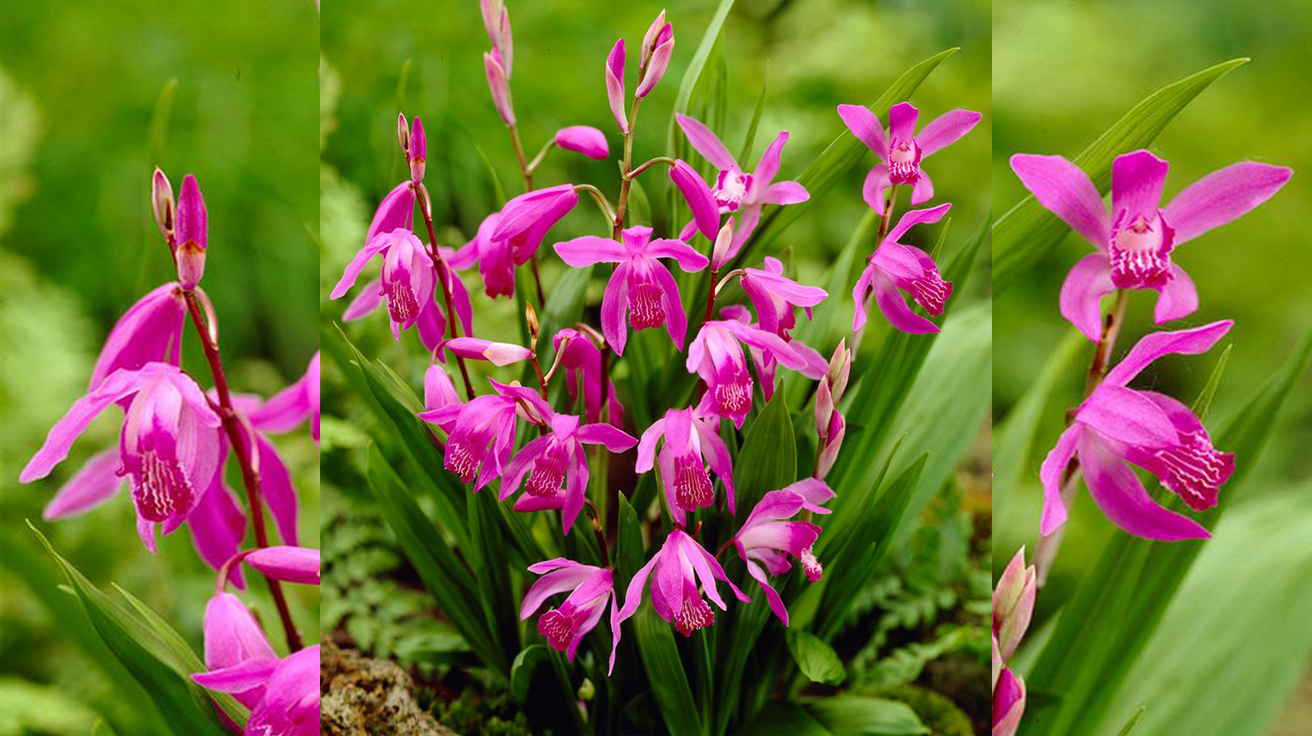 Bletilla Striata Pink