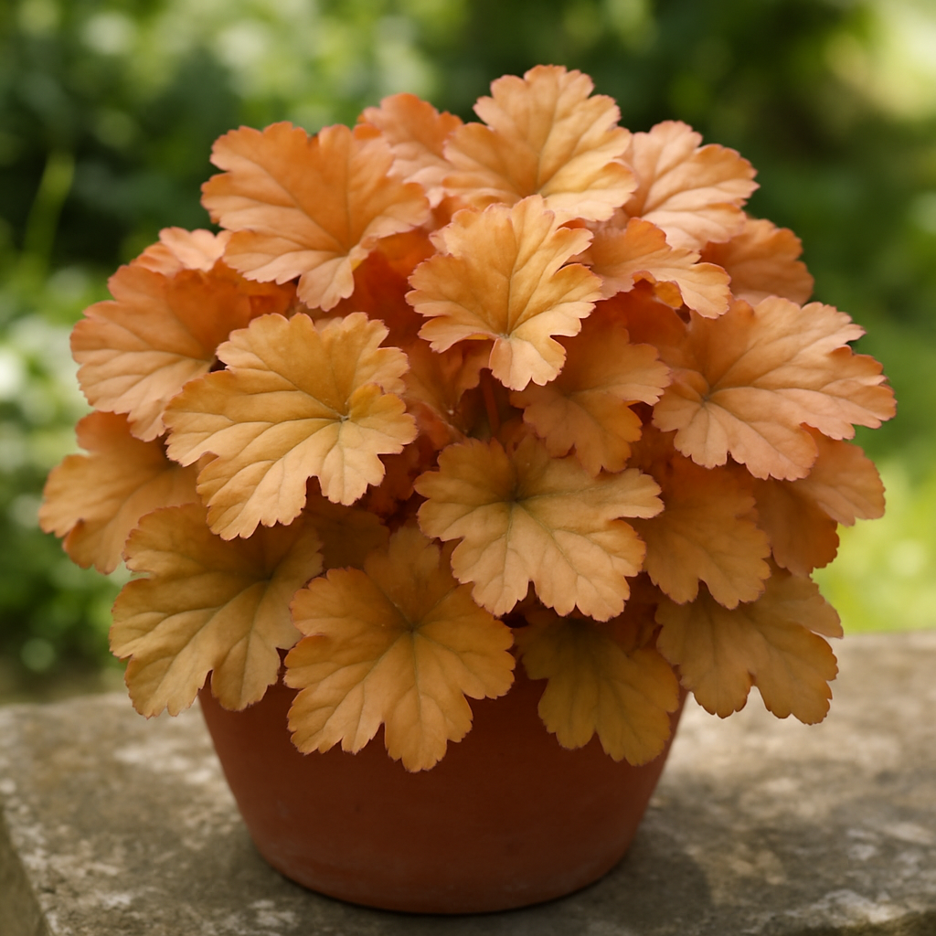 hojhera caramel